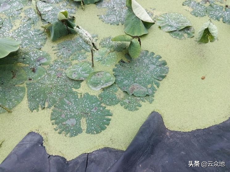 莲藕田浮萍怎么防,浮萍会影响莲藕生长吗