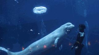 鲅鱼圈大白鲸完工,鲅鱼圈大白鲸世界建设的进程