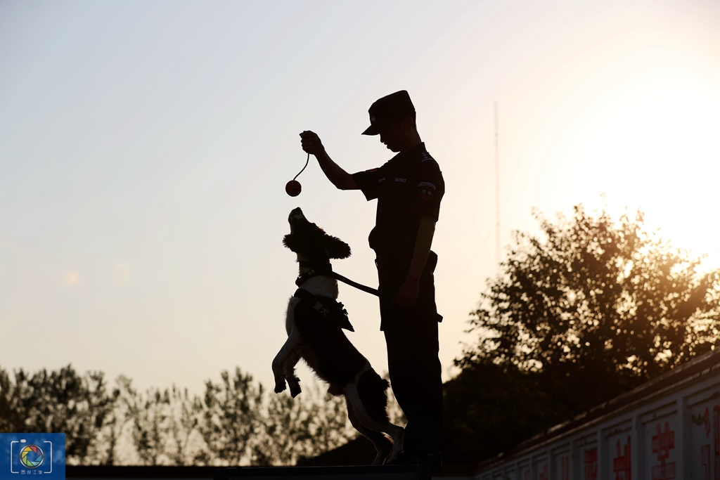 警犬训犬师的工作和生活,如何成为一名合格的警犬训导员