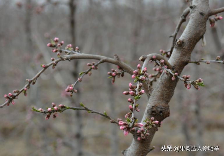 中桃金魁桃特性,桃是浆果类水果