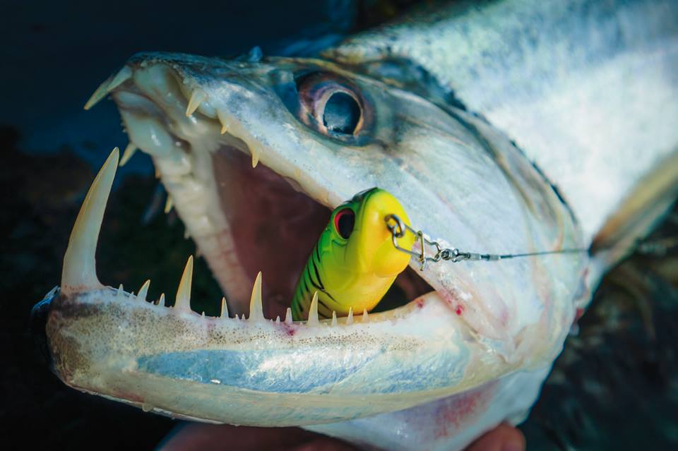 钓亚马逊神秘鱼种,游钓亚马逊河纪录片