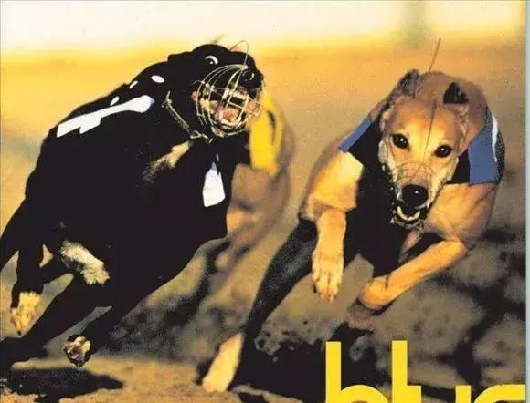 “动物系”714高炮被端:2亿滚成189亿,别墅里三百斤金条