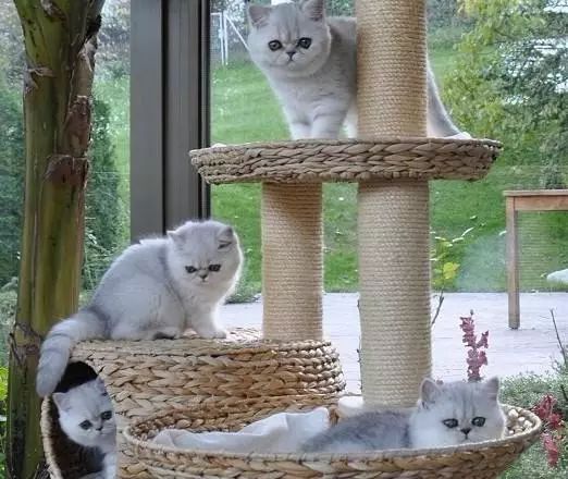 猫咪结膜炎打喷嚏,猫咪绝育后结膜炎