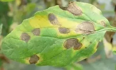 保护地栽培番茄容易出现哪些病害,春季露天番茄常见病害图及防治