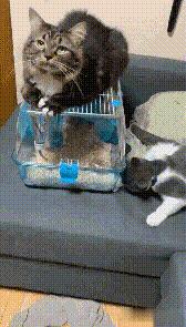 搞笑GIF开心一刻：你这日子不容易，吃大米粥配食盐