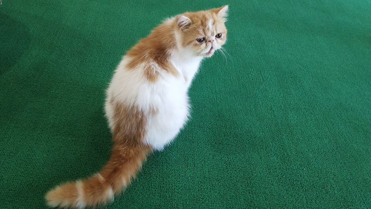 猫咪生病去哪里看,猫咪生病时看什么视频