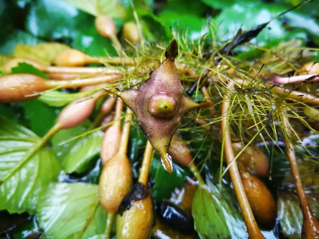 你吃的菱，是2角、4角还是0角？