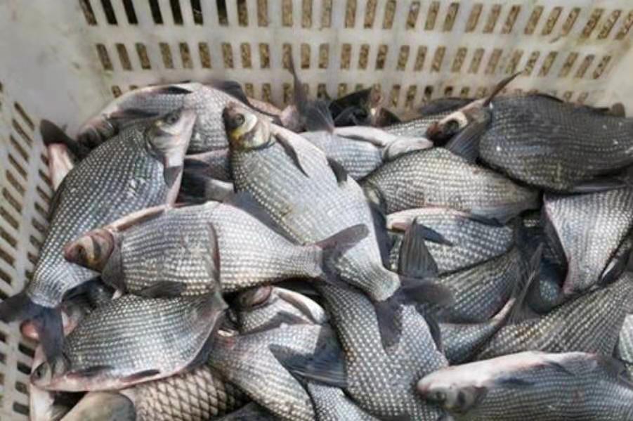 鳊鱼咋样钓,钓鳊鱼怎么钓效果最好呢