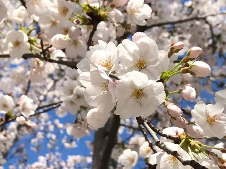 几月赏樱花最好,最美赏樱攻略大全