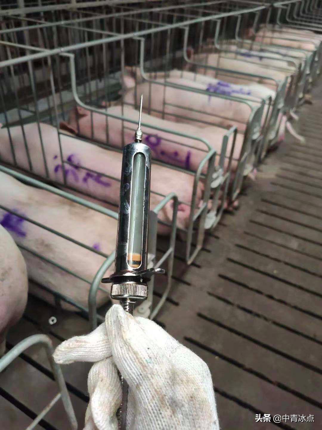 大学生养猪跑路,养猪大学生年薪