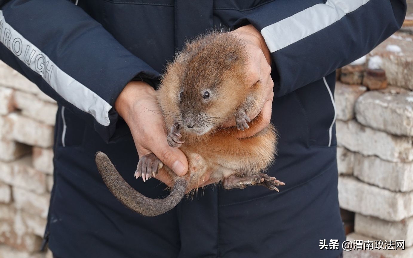 养猪改养泥鳅,养猪大户改行兔获丰收