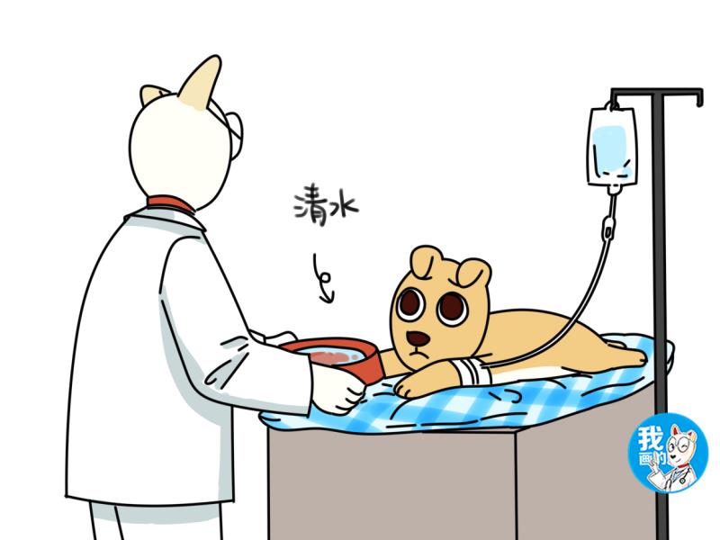 狗狗摄入多少咖啡因会中毒,狗狗能吃盐吗狗狗吃盐有什么危险