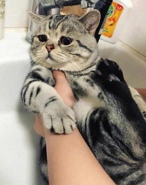 冬天给猫咪洗澡,小狗冬天洗澡注意事项