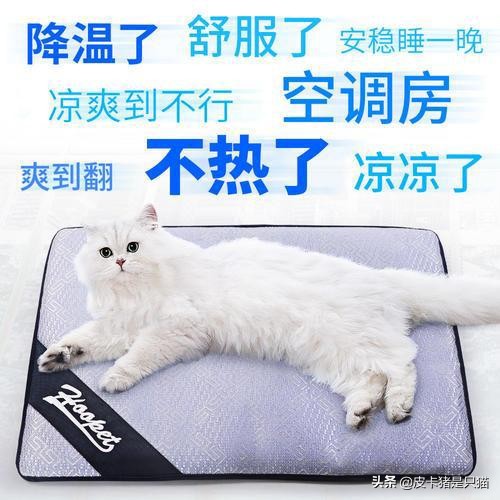 天热给猫降温,猫咪热天怎么养