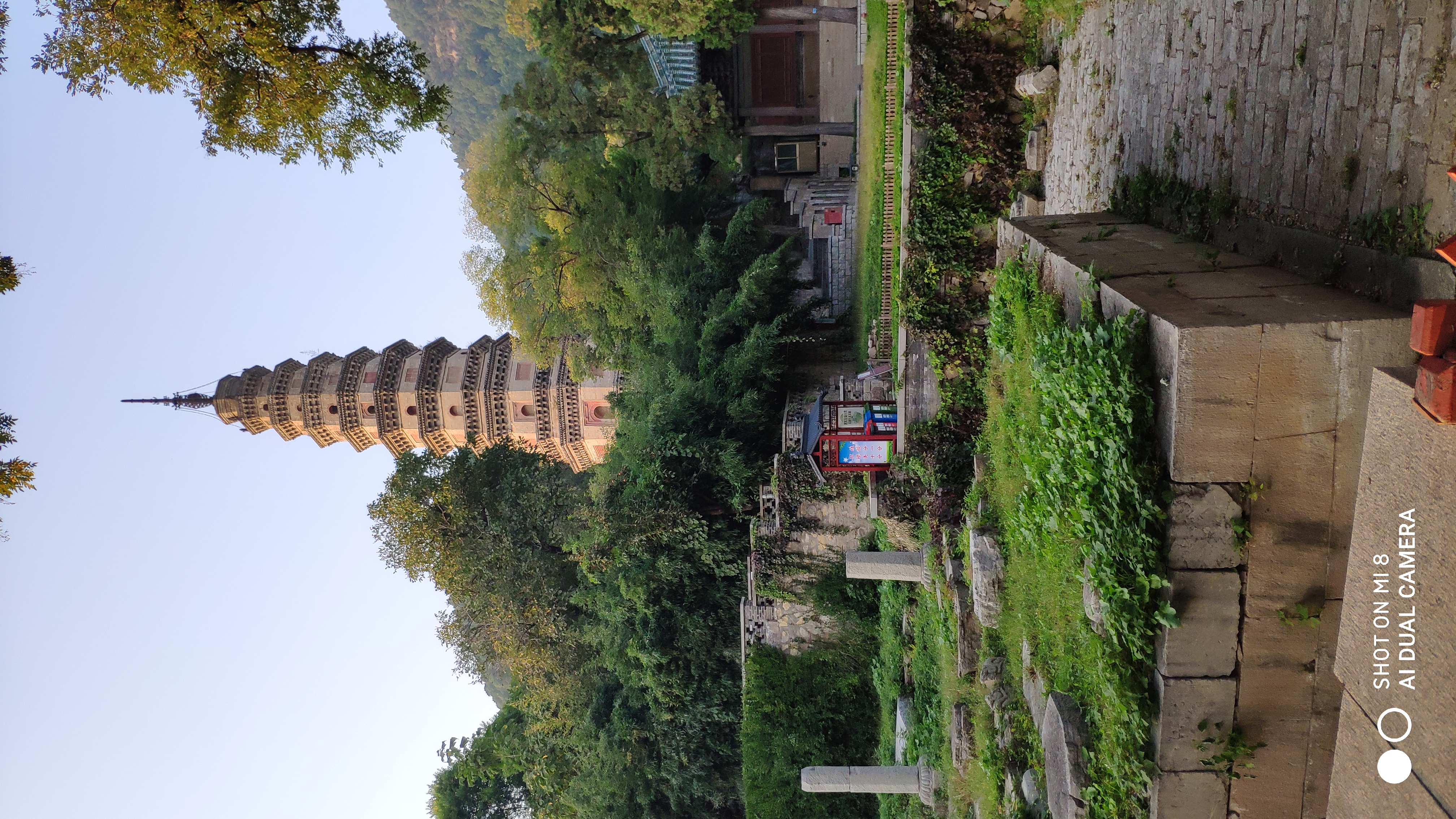 去济南灵岩寺什么必看,济南灵岩寺神树