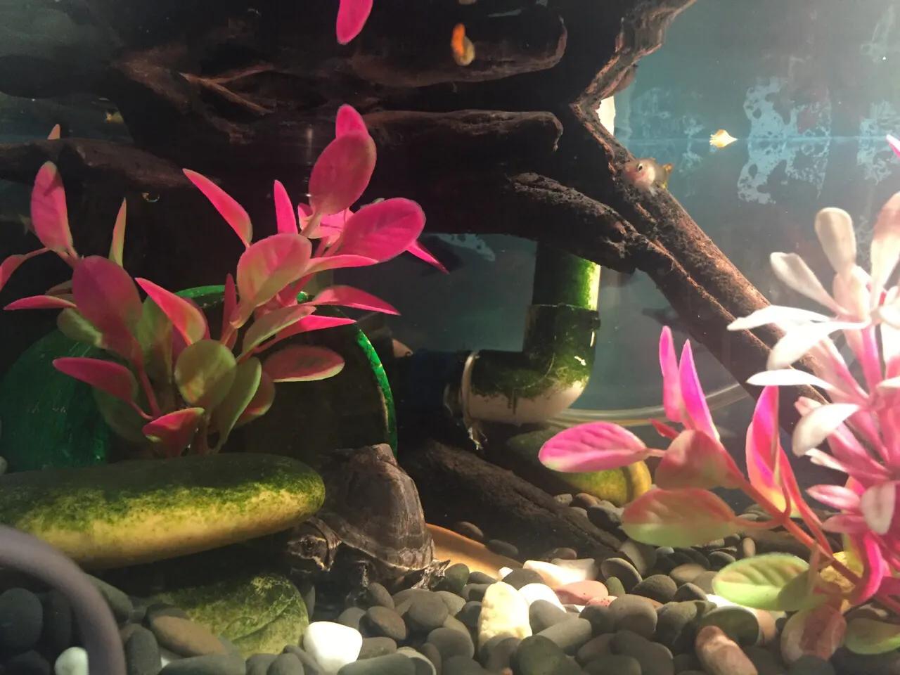 那些年我们养的小动物,盘点这些年我养过的动物