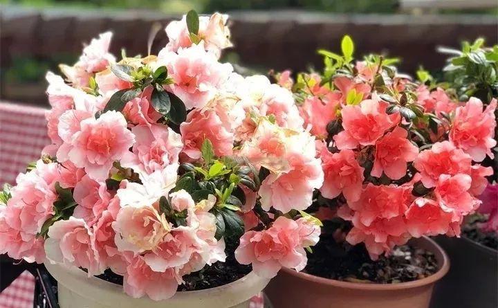 养花新手不知道养什么，就选这几种植物，轻松养爆盆