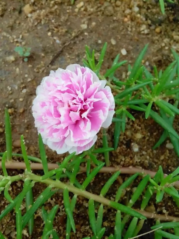 一个人在海边玩一天,一个人在海边怎么玩