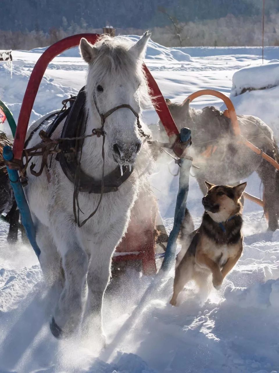 鍫瘮鐟炲+鐨勪腑鍥芥粦闆満,濯茬編鐟炲+