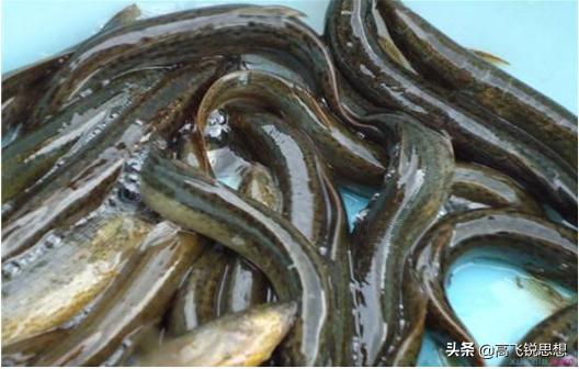 回不去的故乡之乡愁与炊烟,回不去的故乡抓鱼