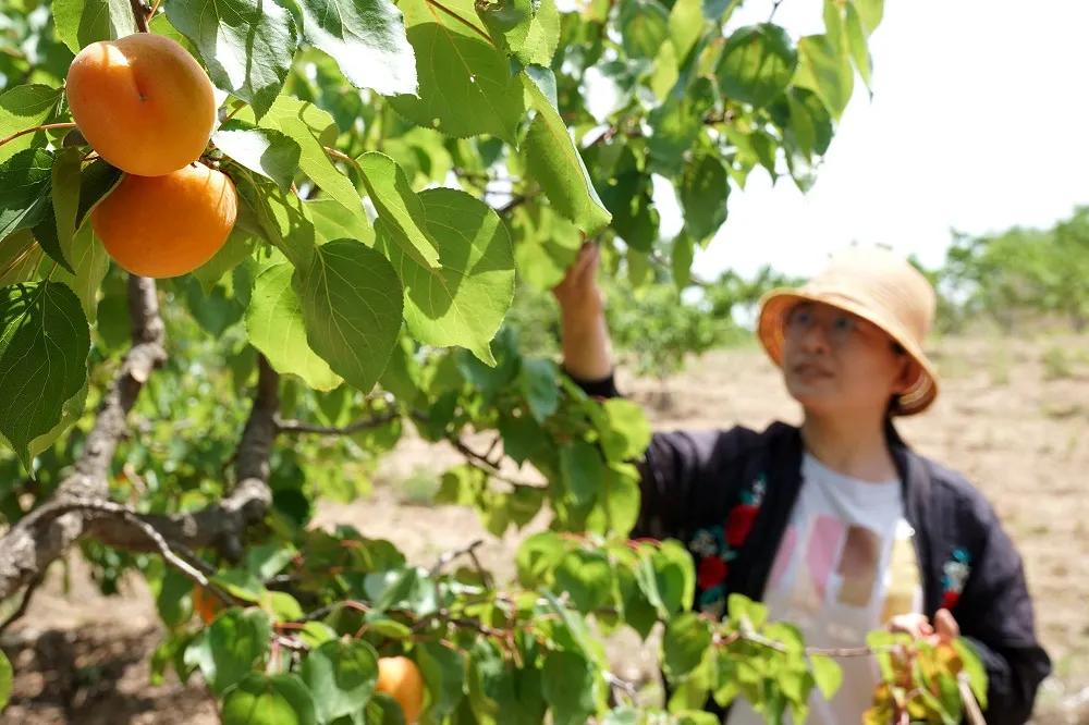 邢台巨鹿红杏迎丰收,巨鹿春意