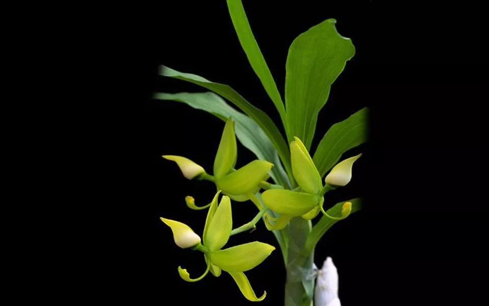 如何快速鉴别兰花好坏,怎么快速辨别兰花好坏