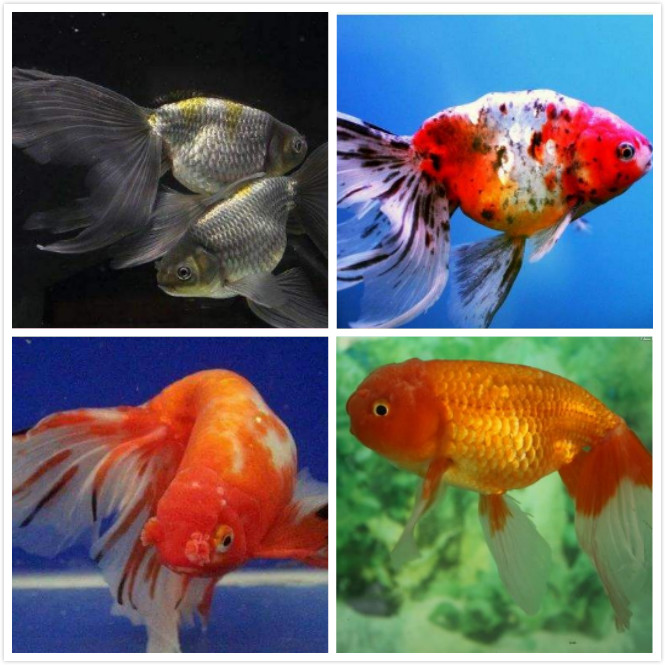 新手养金鱼养哪个品种好养,新手养金鱼应该养什么品种