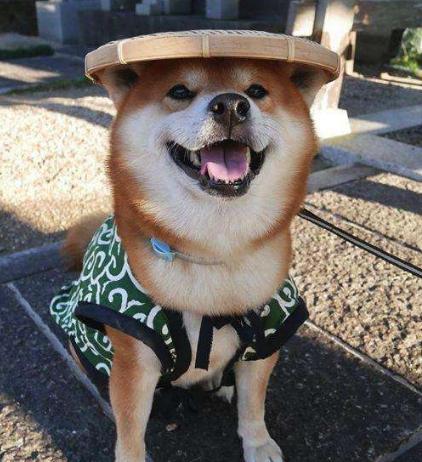 柴犬狗狗真的是通人性的,狗狗柴犬有多可爱呢