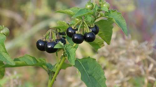 儿时的水果龙葵,龙葵儿时的回忆