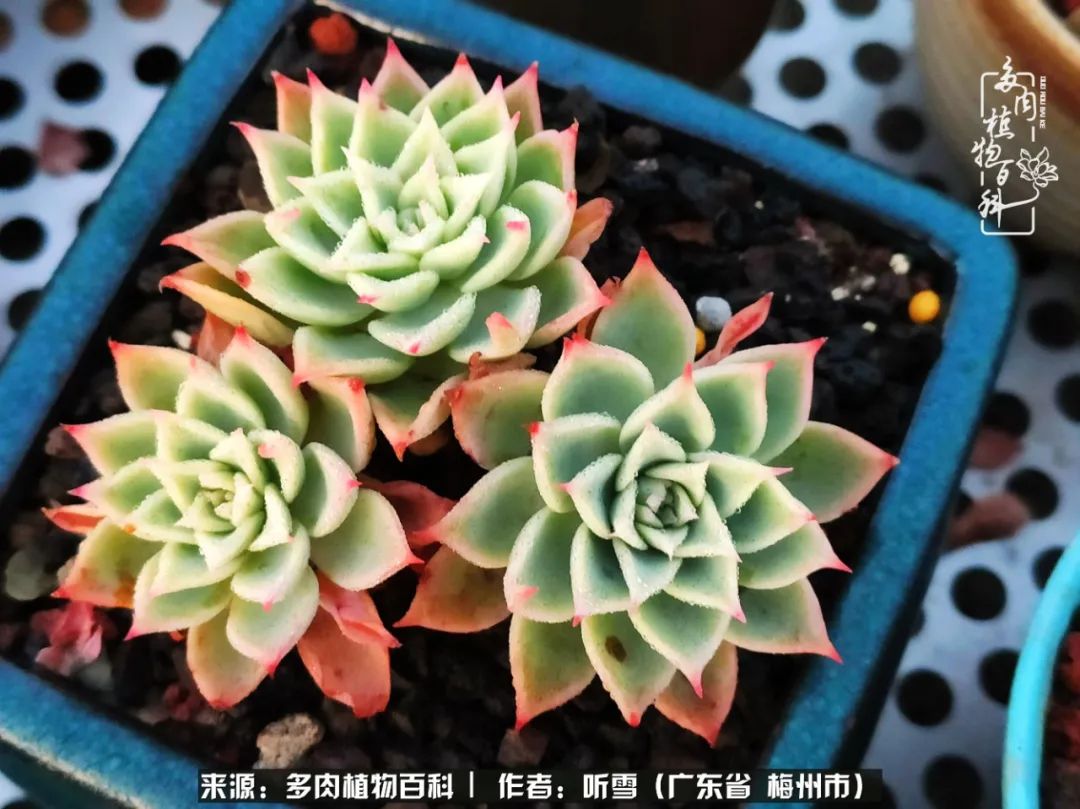 爱上多肉精致生活,爱上多肉我们的减压法宝