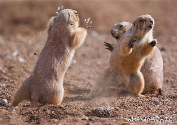 抖音中的土拨鼠视频,抖音土拨鼠是谁