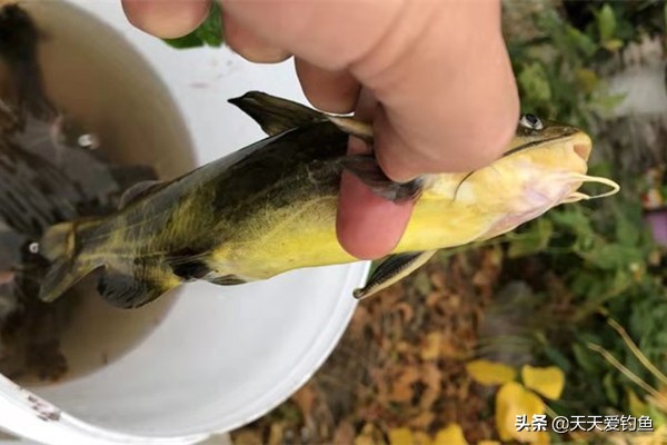 串钩打黄颡鱼用什么饵料,钓黄腊鱼最好用什么串钩