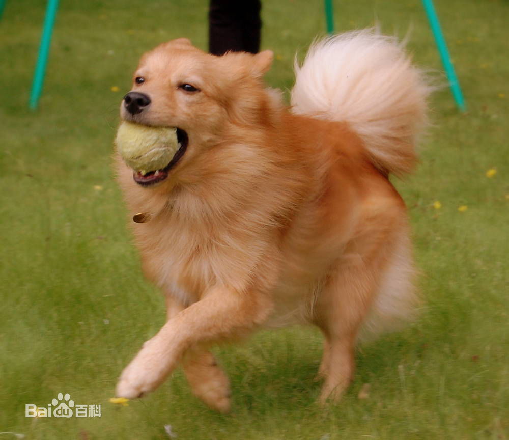 不掉毛无体味性格温顺的小型犬,宠物狗大全表