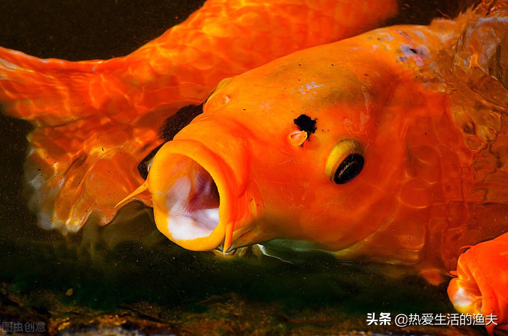 锦鲤烂嘴怎样治疗,锦鲤烂嘴怎么治疗