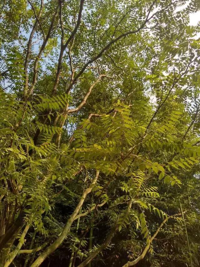 我国很多成语与植物有关,汉语成语中的植物文化