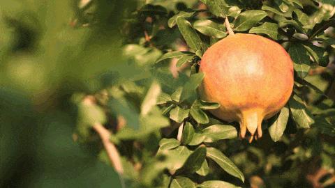 郑州软籽石榴哪个好吃又甜,在中国哪个地方的软籽石榴最出名