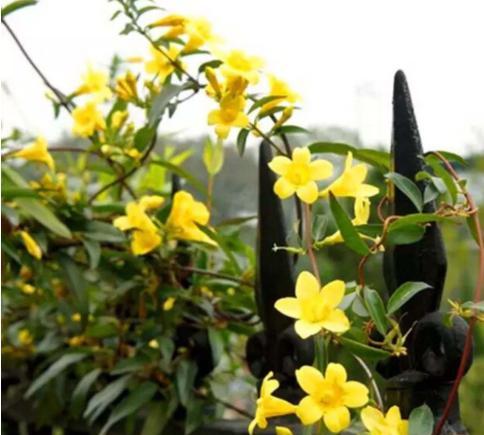 刚买回来的法国香水茉莉怎样上盆,香水茉莉花换盆教程