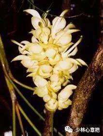 中药图片大全名称,中药图片大全带药名高清