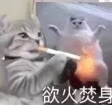 老一辈的猫长肿瘤了怎么办,猫咪身体里长了个肿瘤