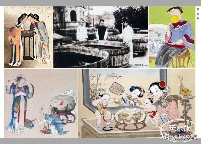 古法养金鱼高手,古法养金鱼抽底