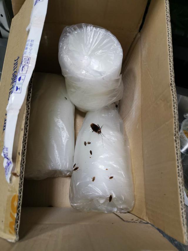 快递纸箱会无缘无故长蟑螂卵吗 (快递箱如何避免有蟑螂)