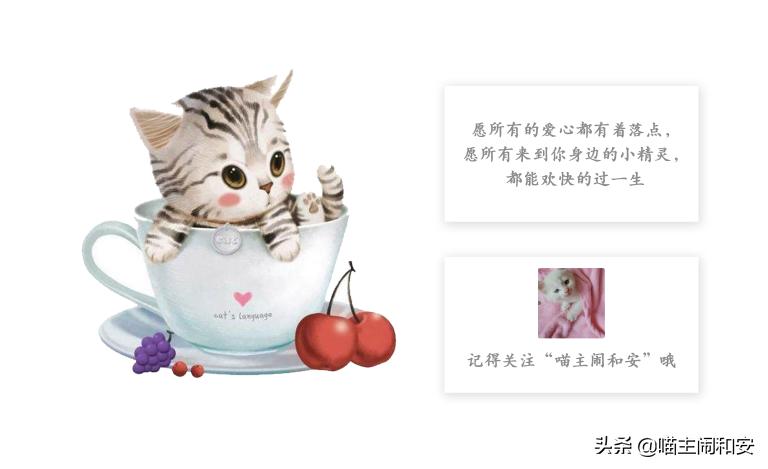猫咪体外驱虫虫子死掉还是驱赶走,猫咪驱虫新手入门教程