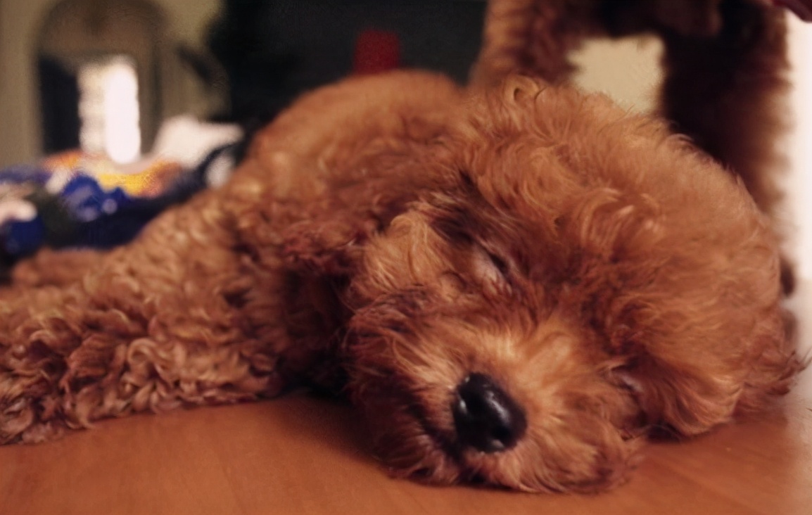 泰迪犬挑食怎么办,泰迪犬老是啃牙怎么回事