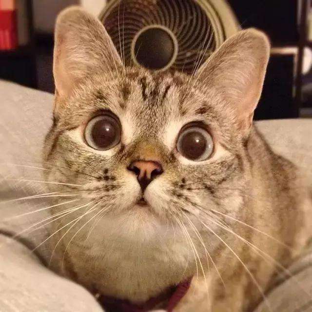 小猫和人一起睡觉有哪些危害,猫跟人一起睡会被压死吗