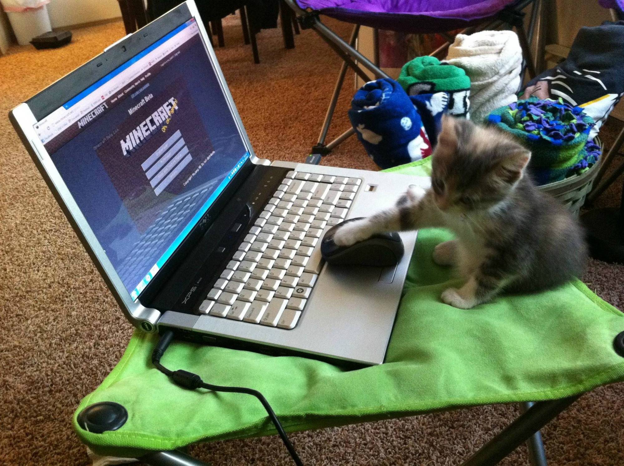 我的世界宠物养殖方法 (我的世界推荐养的宠物)