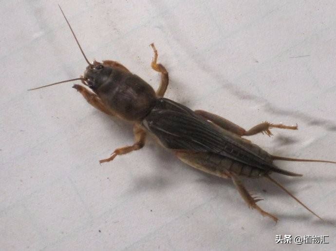 教你识别十大虫害,专治各种害虫图谱大全