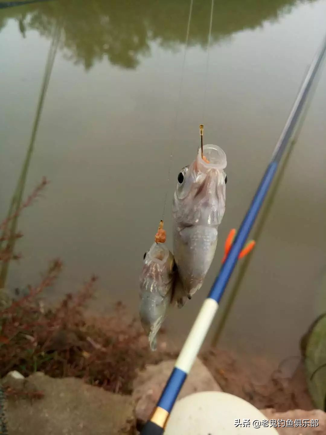 老鬼野战巨物饵料钓鱼,老鬼饵料小肽蛋白钓罗非鱼