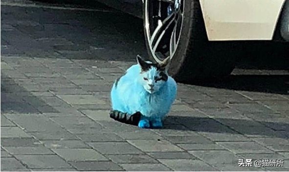 我家猫为什么莫名其妙的死了,我家猫为何越来越瘦