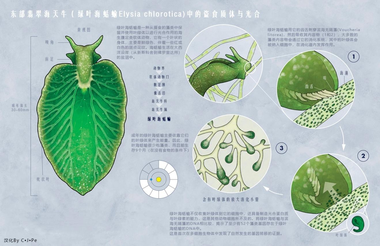 海贼王绿牛能打过路飞吗,海贼王绿牛多少集出场