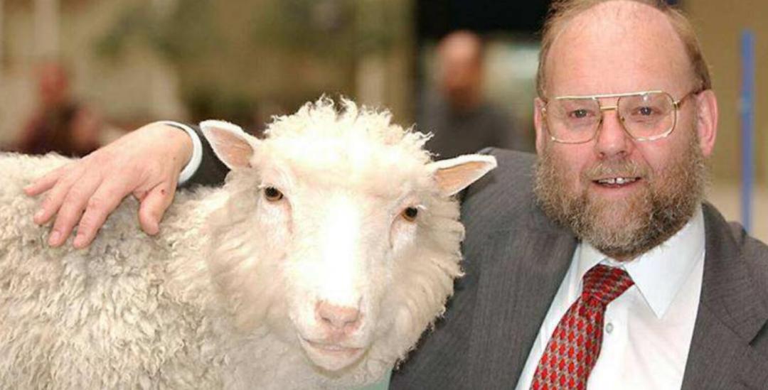 多莉克隆羊是怎么克隆出来的,克隆羊多莉的成功意义和影响